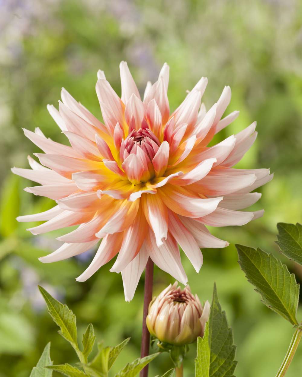 Dahlia 'Okapi's Sunset'